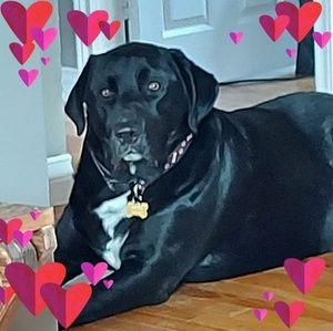 Meet your Posher, Rod-kelly